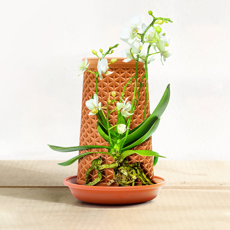 Forrora Air - Terracotta Crafted Hangable Gift-Ready DIY Hydroponic Planter